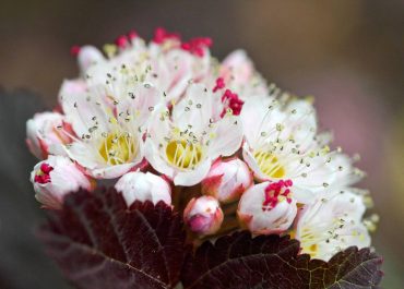 Physocarpus opulifolius 'Center Glow' (ninebark)