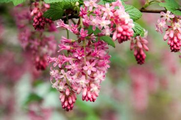 Ribes sanguineum Claremont (flowering currant)