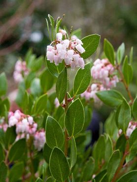 Arctostaphylos densiflora (manzanita)