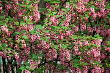 Ribes sanguineum Claremont (flowering currant)