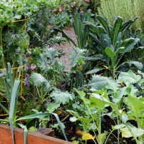 Plant Your Fall and Winter Garden