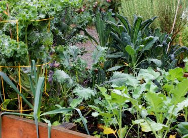 Plant Your Fall and Winter Garden