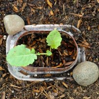 Plant Your Fall and Winter Garden