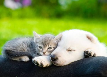 Kitten and Puppy Sleeping