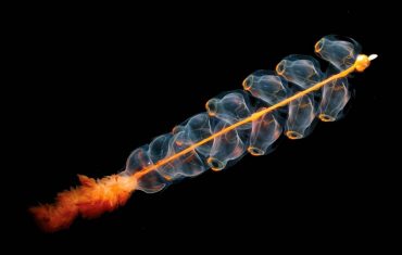 Marrus Orthocanna Siphonophore (Photo Credit: Hidden Ocean Expedition 2005/NOAA/OAR/OER)