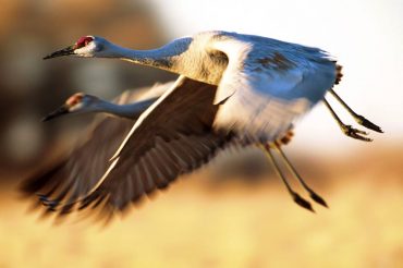 Sandhill cranes