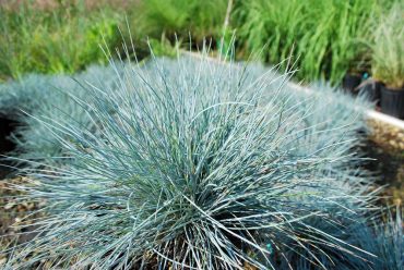 Festuca glauca (Elijah Blue) Blue Fescue