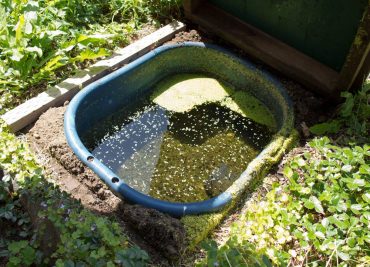 The water enters this prefilter box through pipes that are positioned at the surface of the pond and the bottom of the pond. The function of the prefilter is to capture debris that could clog or damage the pump. It also reduces the amount of debris that could clog the biofilter. The prefilter should be cleaned as needed so that the water flow to the pump is not restricted. This particular filter is cleaned biweekly.