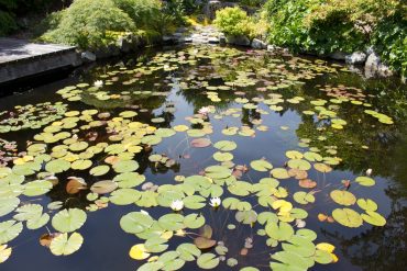 Water Gardening Part 3