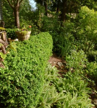 Boxwood hedge, pruned selectively rather than simply sheared, results in a plant that has green growth deep within the plant and a more open habit.