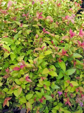 Spiraea japonica 'Goldflame,' nibbled often by deer, sports colorful new foliage most of the year