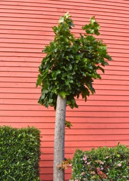 These trees are clearly not welcome here. A more appropriate and appreciated planting scheme could include small shrubs, flowering perennials and annuals.