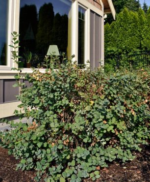 Snowberry, a large, suckering shrub, planted in front of water-view windows is a poor plant choice for the site.