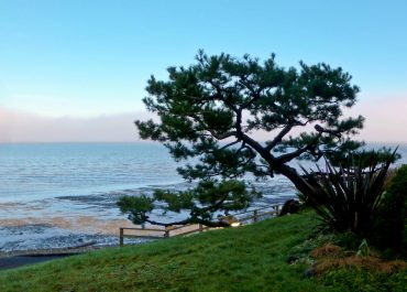 Pinus thunbergii, Japanese black pine