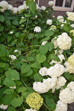 This hydrangea was cut hard in the spring, causing 4 feet of fresh, weak growth, unable to support the weight of its flowers.