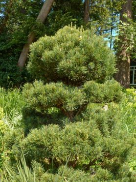 This pine needs attention every spring as the new growth (candles) elongates. The candles are pinched to reduce their size and keep the dense, bushy growth. The candles that are missed quickly become obvious and out of balance.