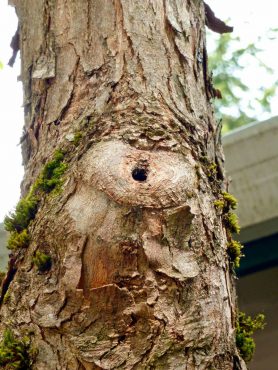 A tree can often wall off damage quite well if the cut was made properly, just outside the branch collar.