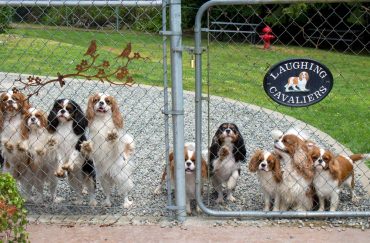 An English Country Cottage in Hansville - Cavalier King Charles spaniels