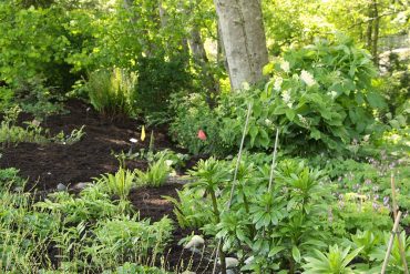 One of the gardens at Buck Lake Native Garden