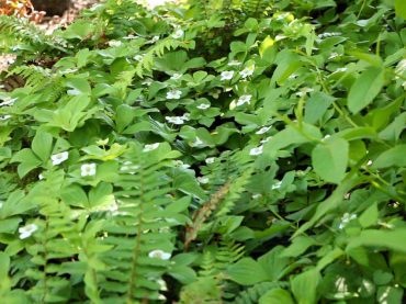 Native Plants for West Sound Gardens - Bunchberry