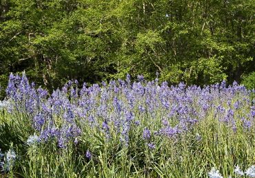 Native Plants for West Sound Gardens - Cammasia