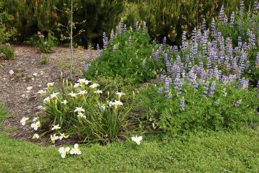 Iris (white) and lupine (blue)