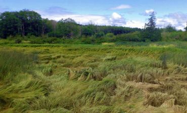 Theler Wetlands