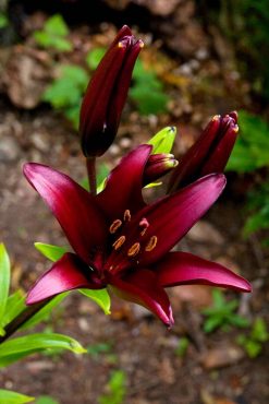 Asiatic lily (Lilium ‘Landini’)