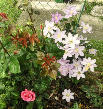 Clematis behind rose