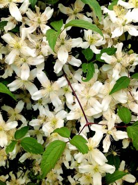 Clematis Montana