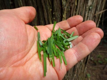 Grass clippings should not be composted by themselves — like all green material, they require the addition of "brown" matter.