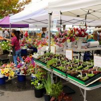 Why Farmers Markets are So Popular