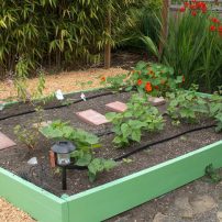 Vegetable bed and nasturtiums