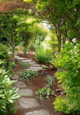 His shady north-side garden in summer