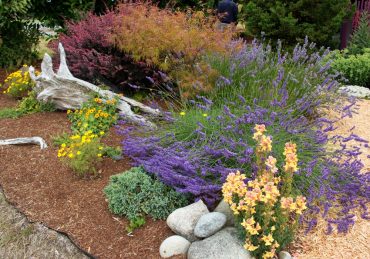 Lavender, Japanese maple, Roseglow barberry in her front garden