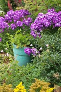 Accent color pot in front border