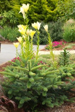 He loves lilies and conifers.