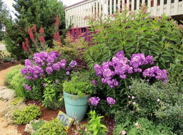 “Tough love cottage,” her front border