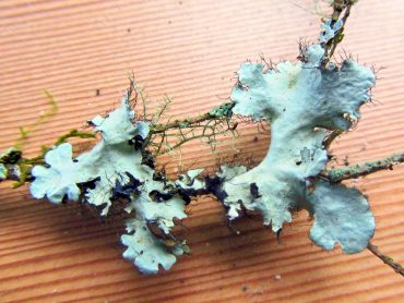 Arnold’s Parmotrema lichen