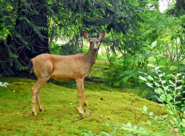 Moss and lichen are not often nibbled by deer.