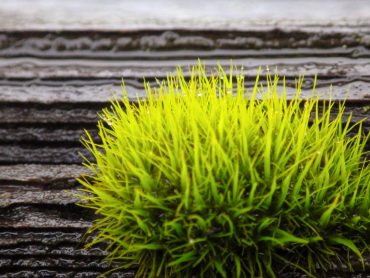 Curly thatch moss on a cedar fence rail