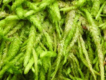 Snake moss, an easy moss for beginners and children to identify