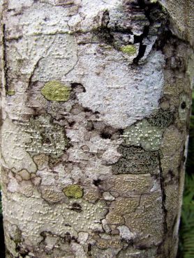 A “wallpaper” of lichen on red alder bark.