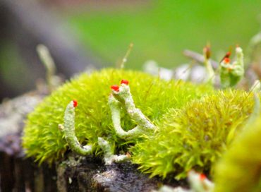 Curly thatch moss and the lichen British soldiers