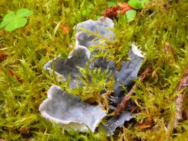 Frog pelt lichen grows among spear moss.