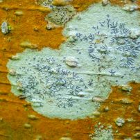 Secret writing lichen surrounded by the orange “green” algae Trentepohlia