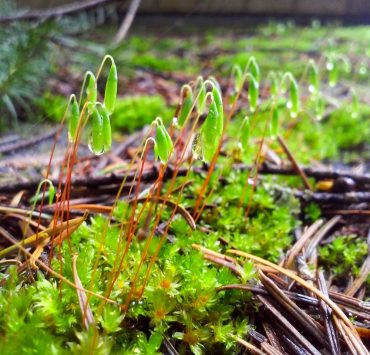 Tall clustered thread moss