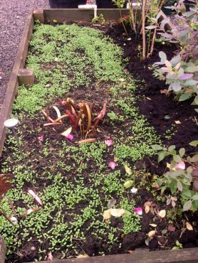 This raised bed has been seeded with crimson clover cover crop. It will grow very slowly then dug in during late February.