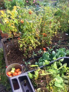 At the end of the summer garden season, you can use the space for cover crops or a winter vegetable.