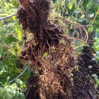 Healthy tomato roots mean the soil is in good condition at this point. Cover crop will keep the soil loose.